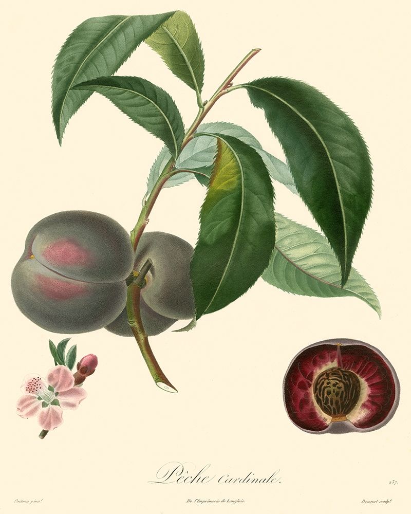 Bessa Plums