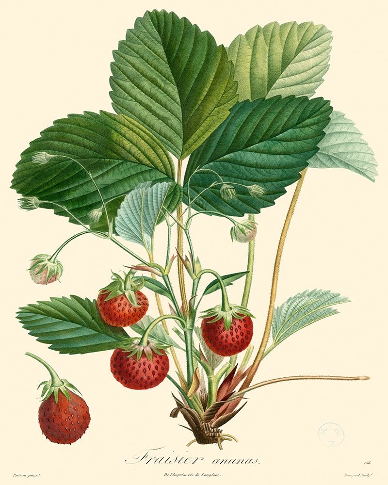 Bessa Strawberries