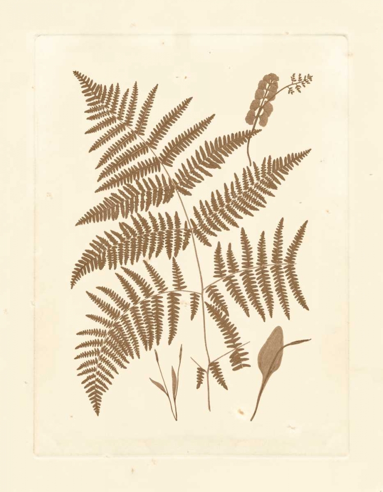 Sepia Ferns I