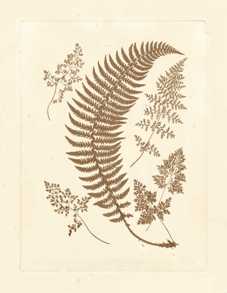 Sepia Ferns IV