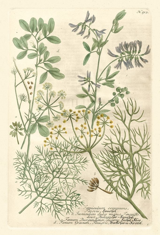 Weinmanns Garden IV