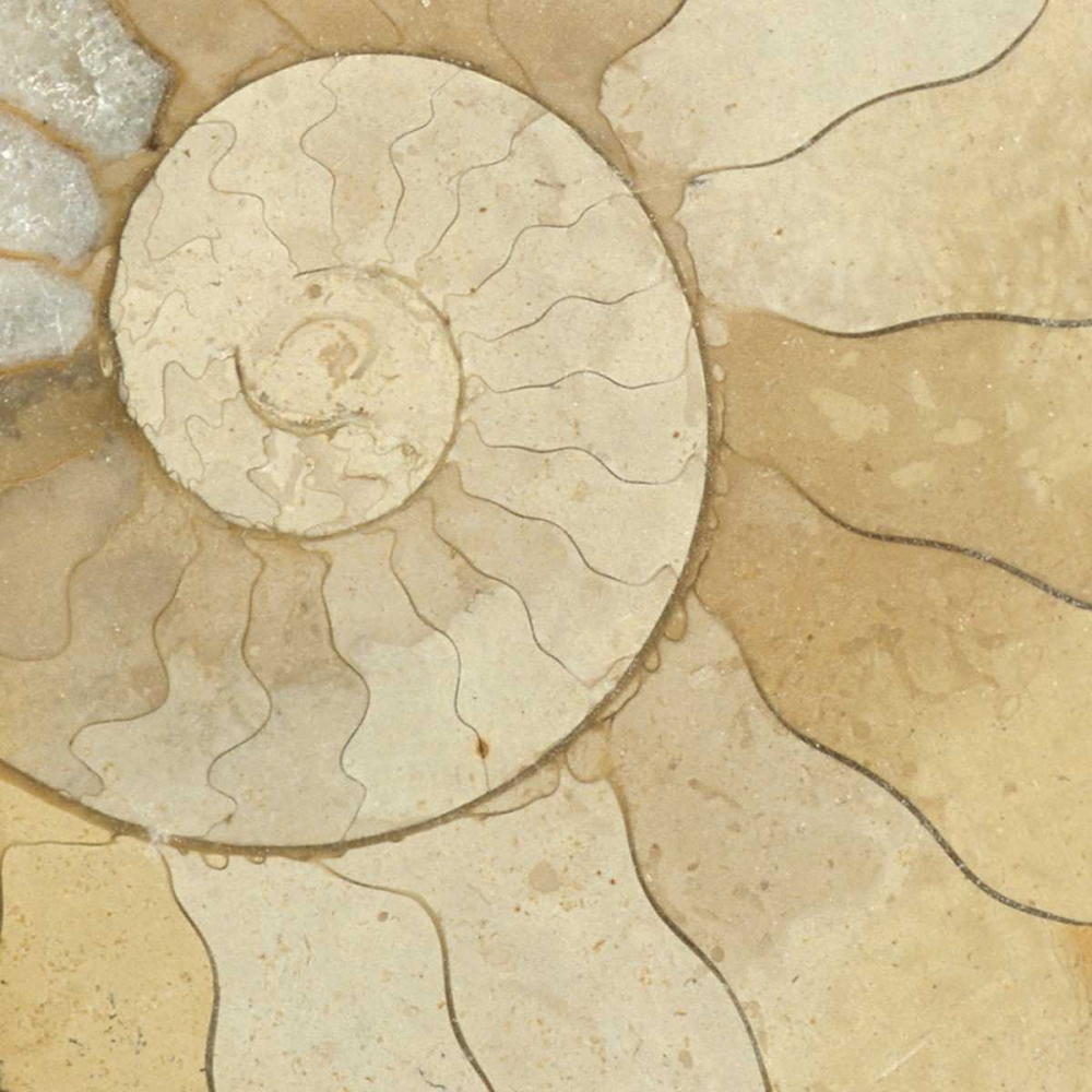 Organic Elements V