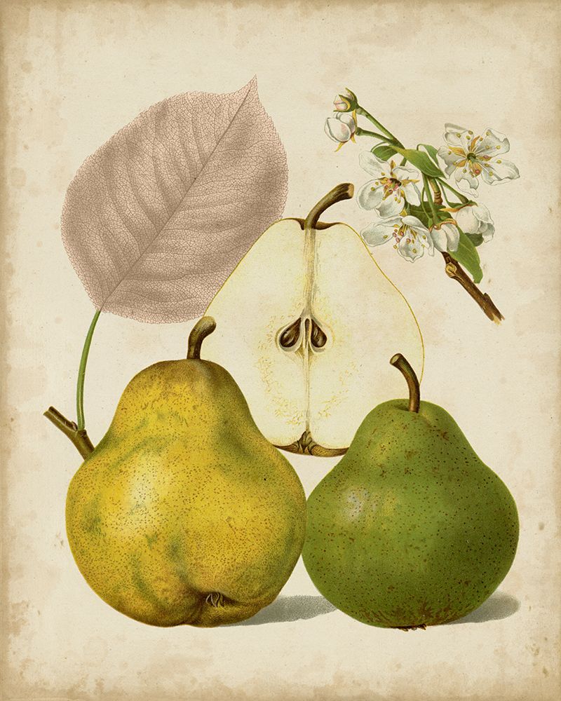 Harvest Pears I