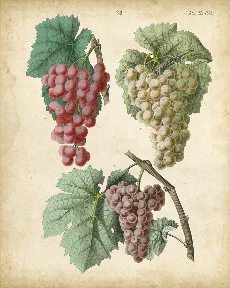 Calwer Grapes II