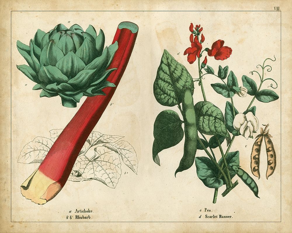Kitchen Vegetables and Roots II