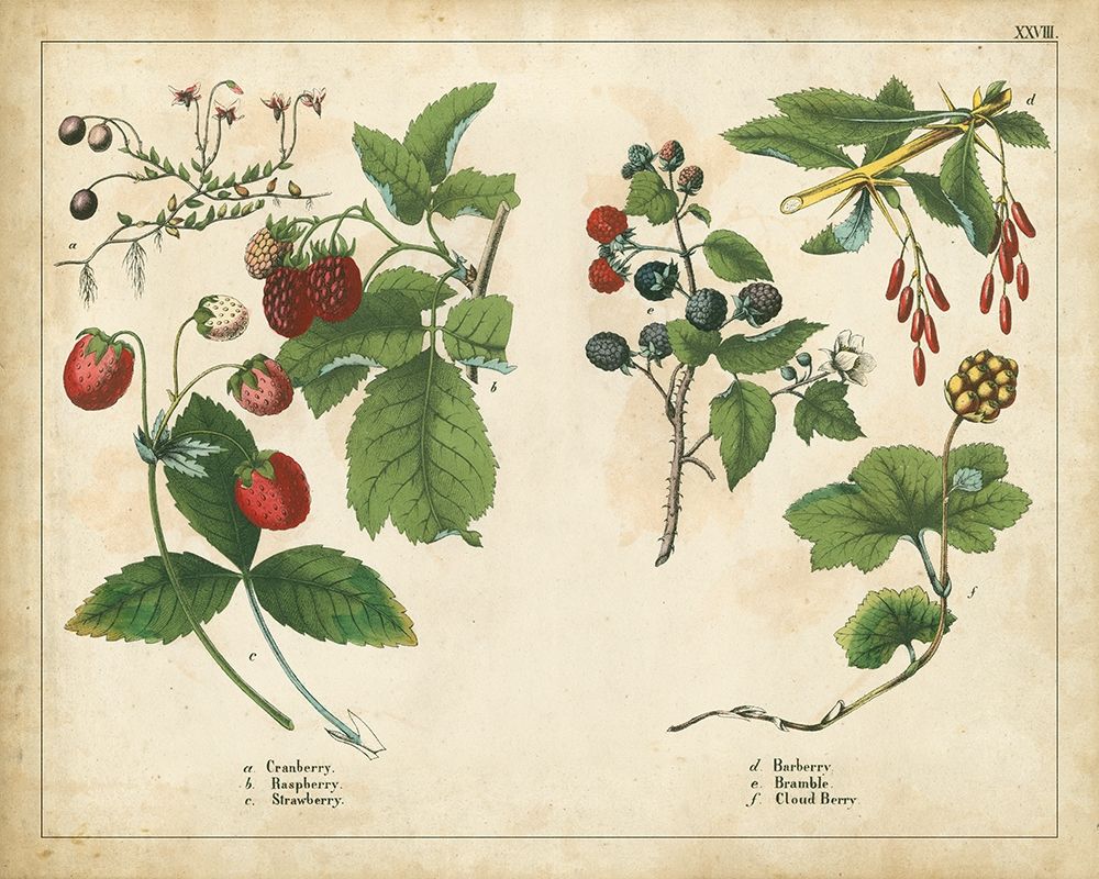Kitchen Fruits II