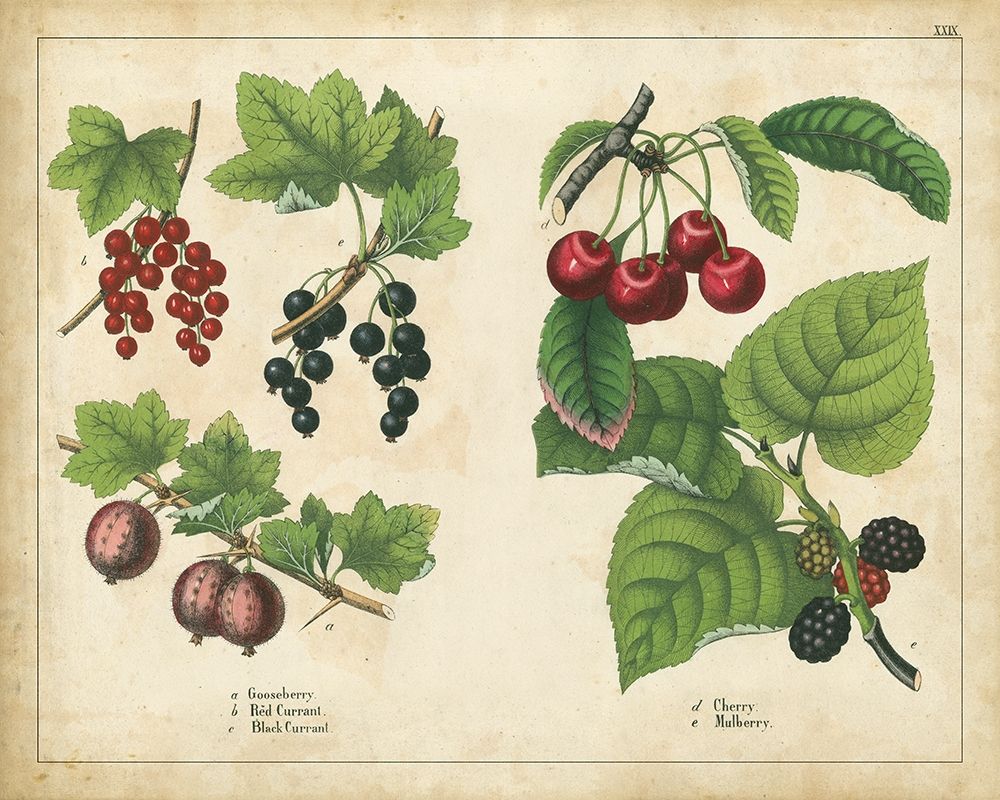 Kitchen Fruits III