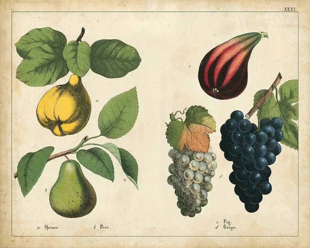 Kitchen Fruits IV