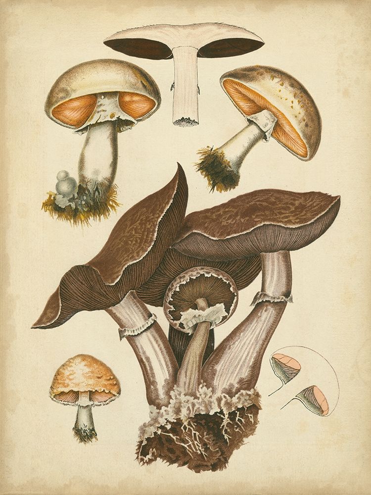 Antique Mushrooms II