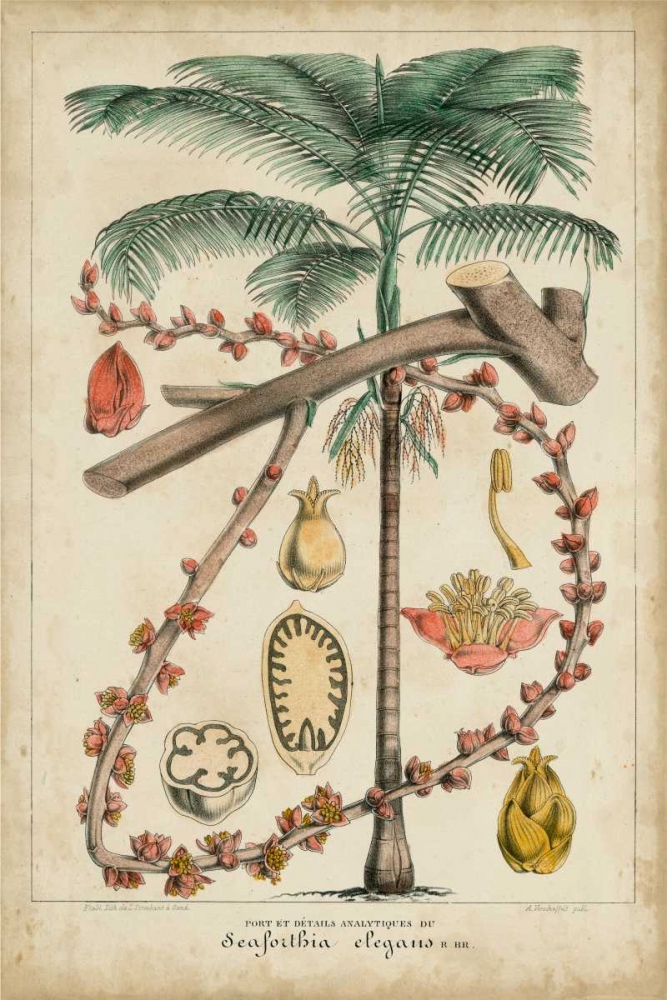 Palma Exotica II