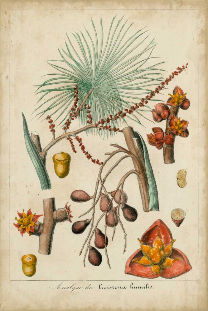 Palma Exotica III