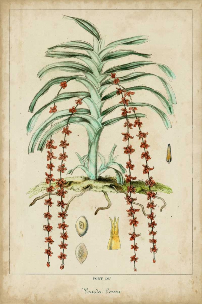 Palma Exotica IV