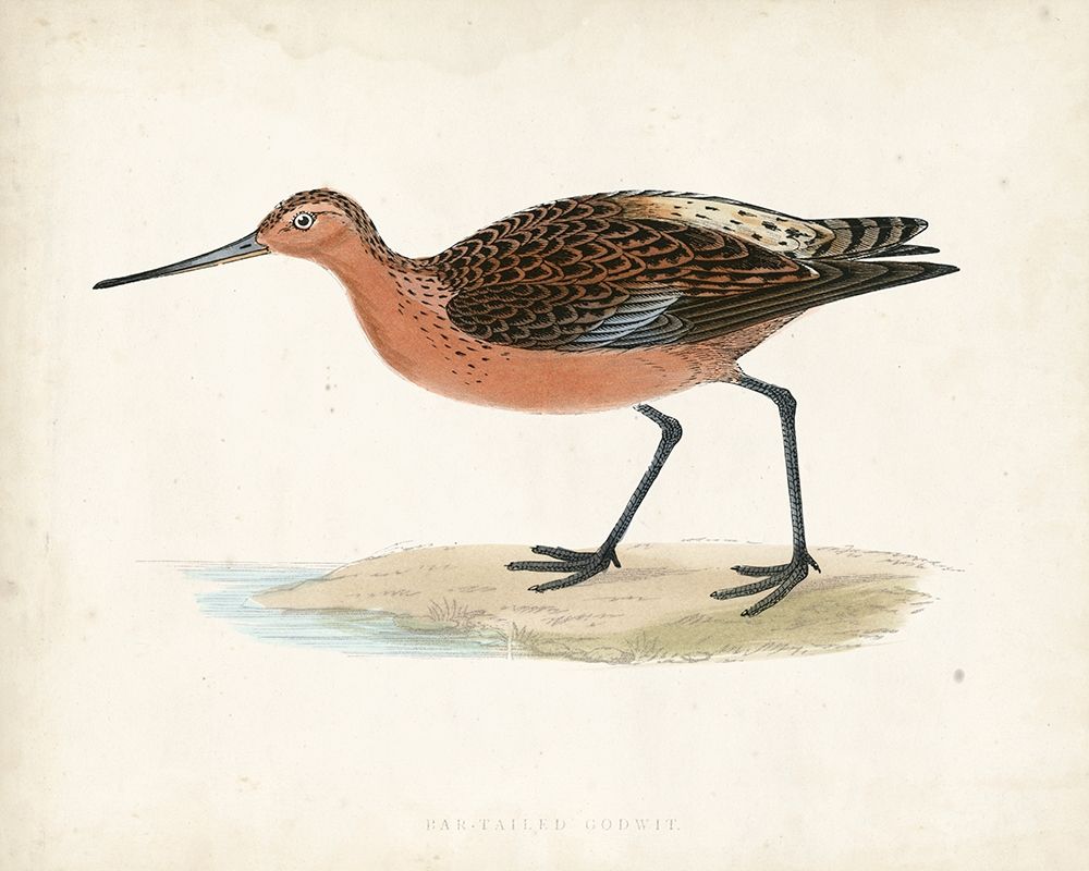 Morris Sandpiper II