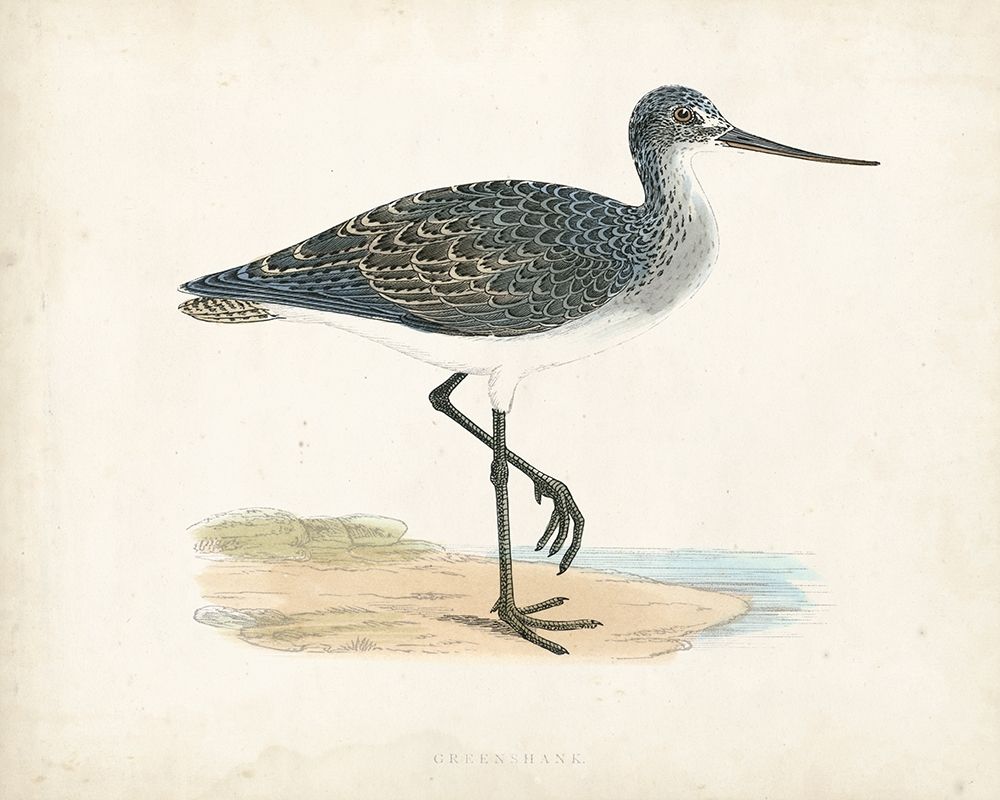 Morris Sandpiper III