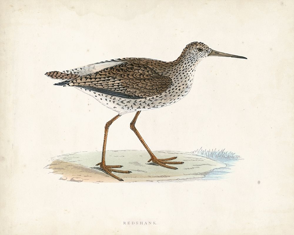 Morris Sandpiper V