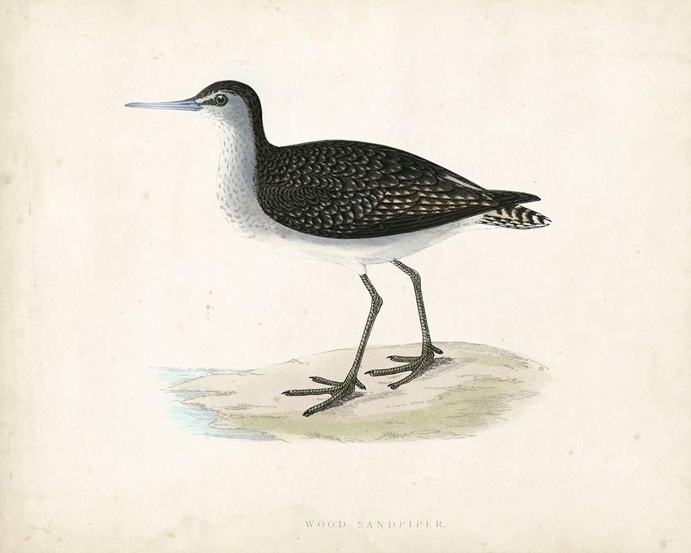Morris Sandpiper VIII