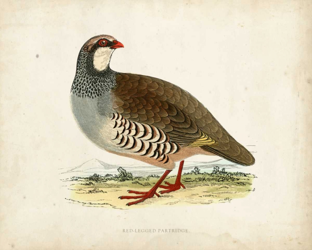 Morris Pheasants II