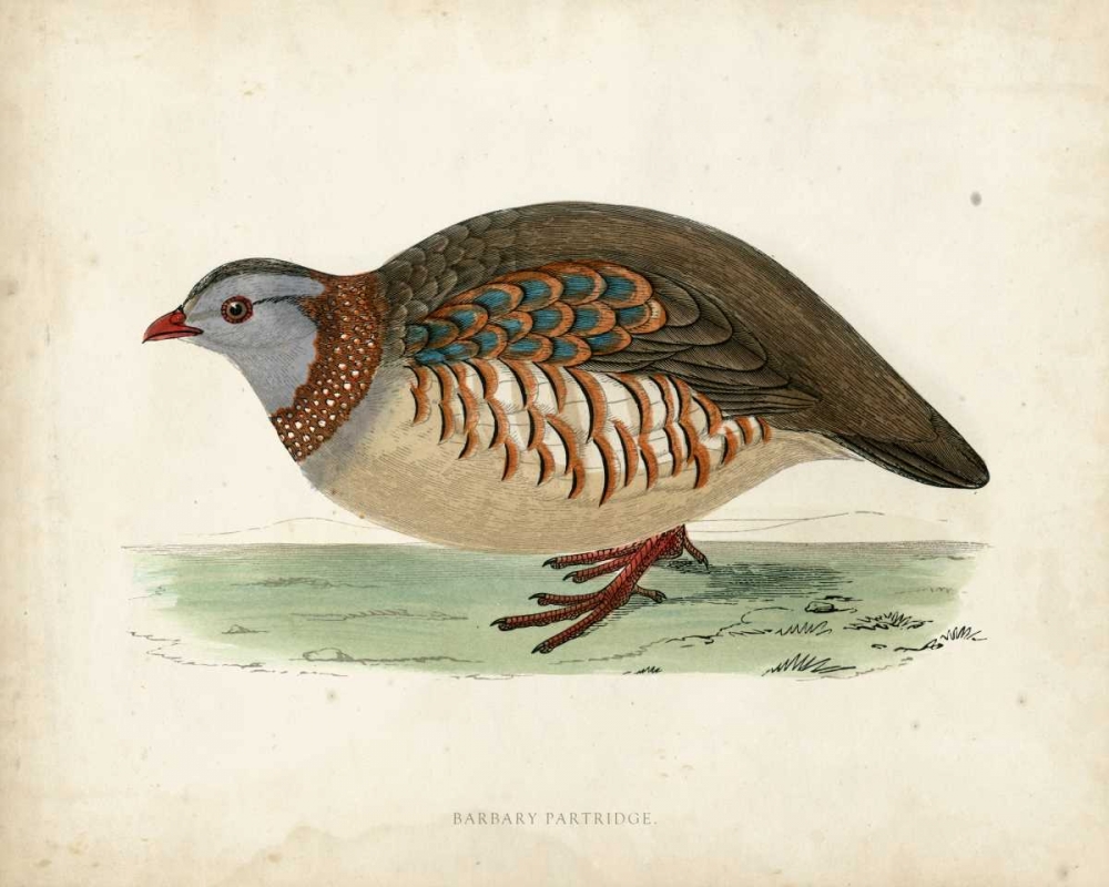 Morris Pheasants III