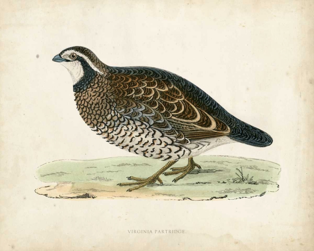 Morris Pheasants VI