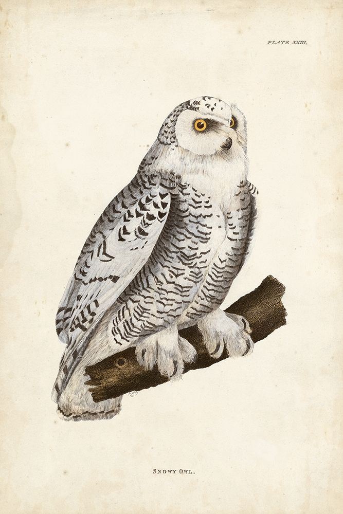 Snowy Owl