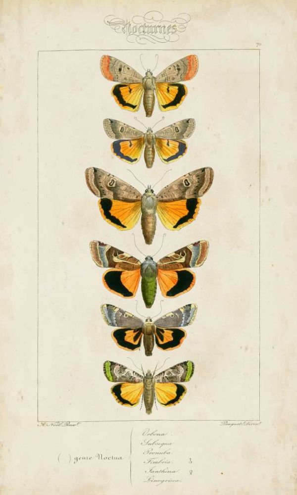 Pauquet Butterflies I