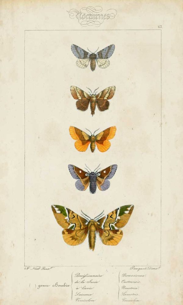 Pauquet Butterflies IV