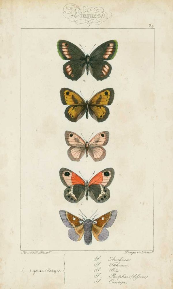 Pauquet Butterflies VI