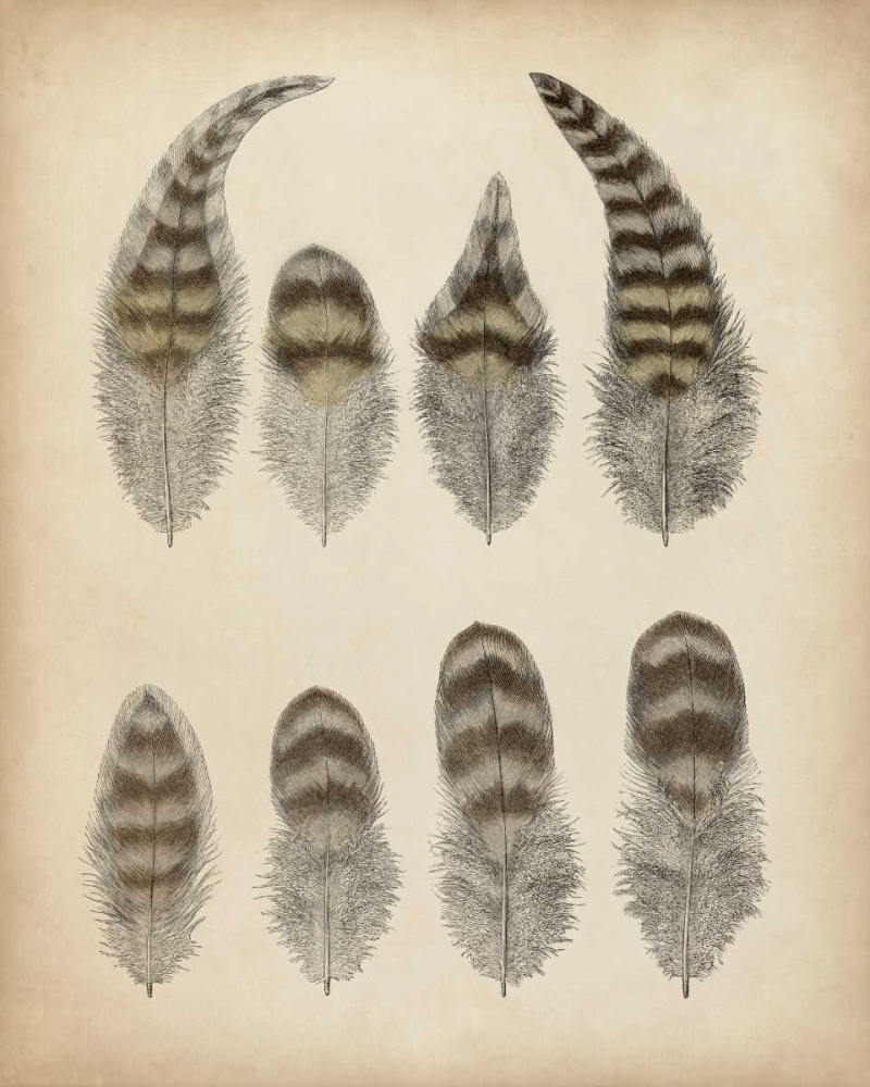 Vintage Feathers I