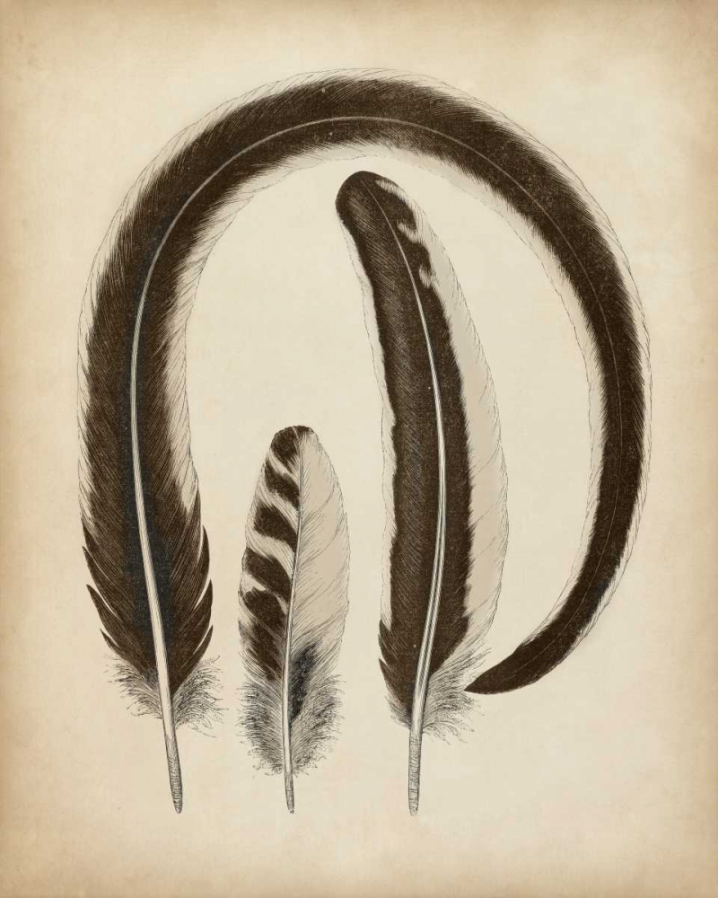 Vintage Feathers III