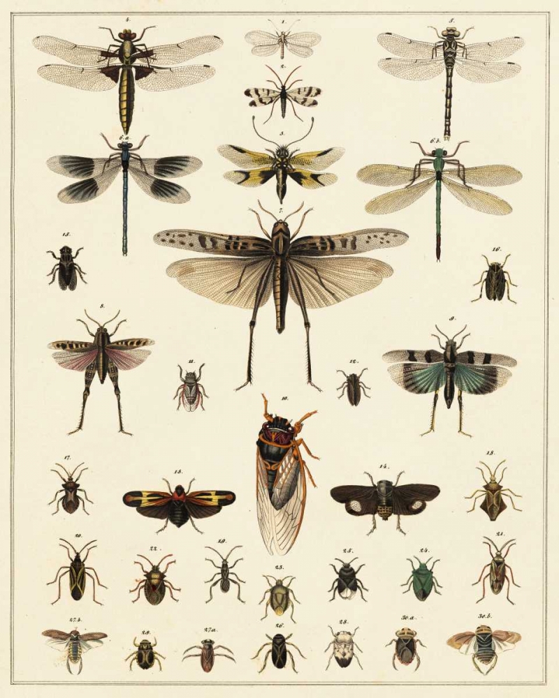 Dragonfly Display
