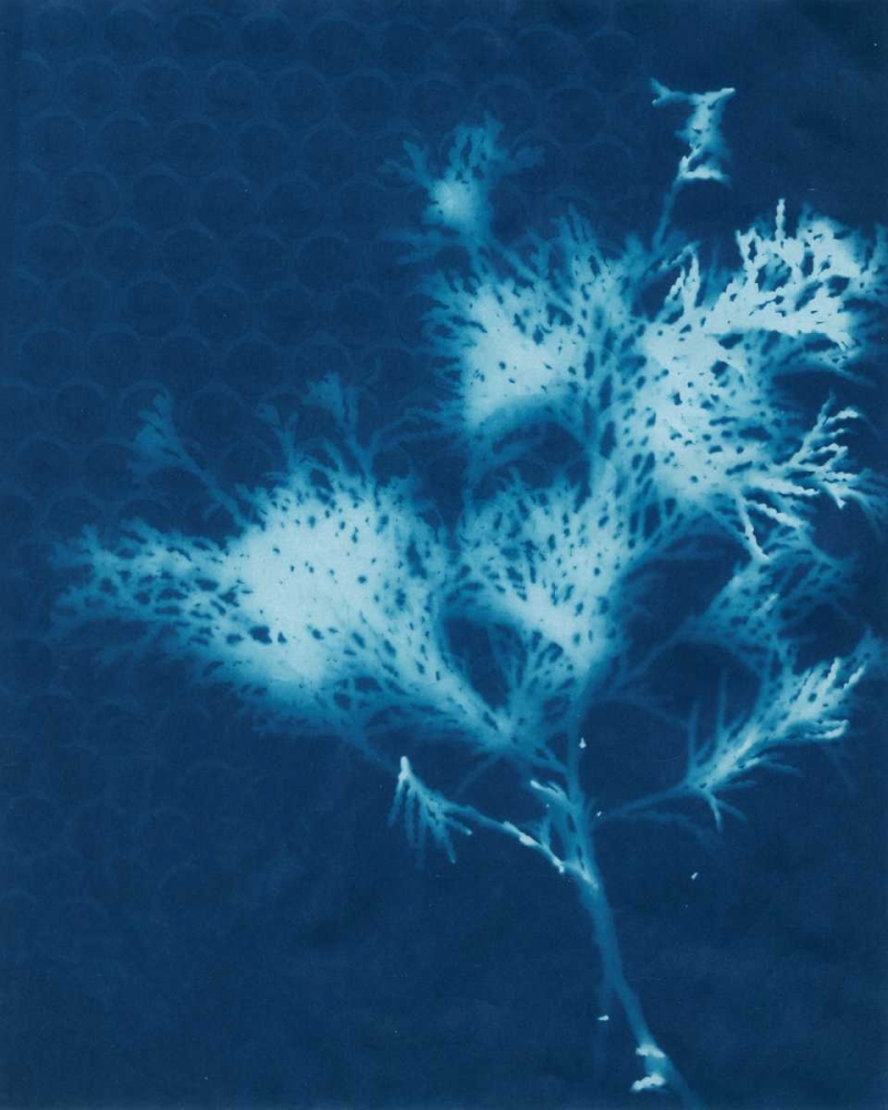 Cyanotype No.3
