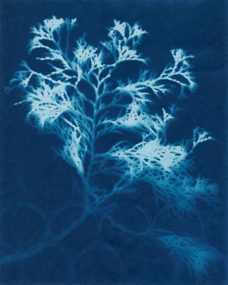 Cyanotype No.4