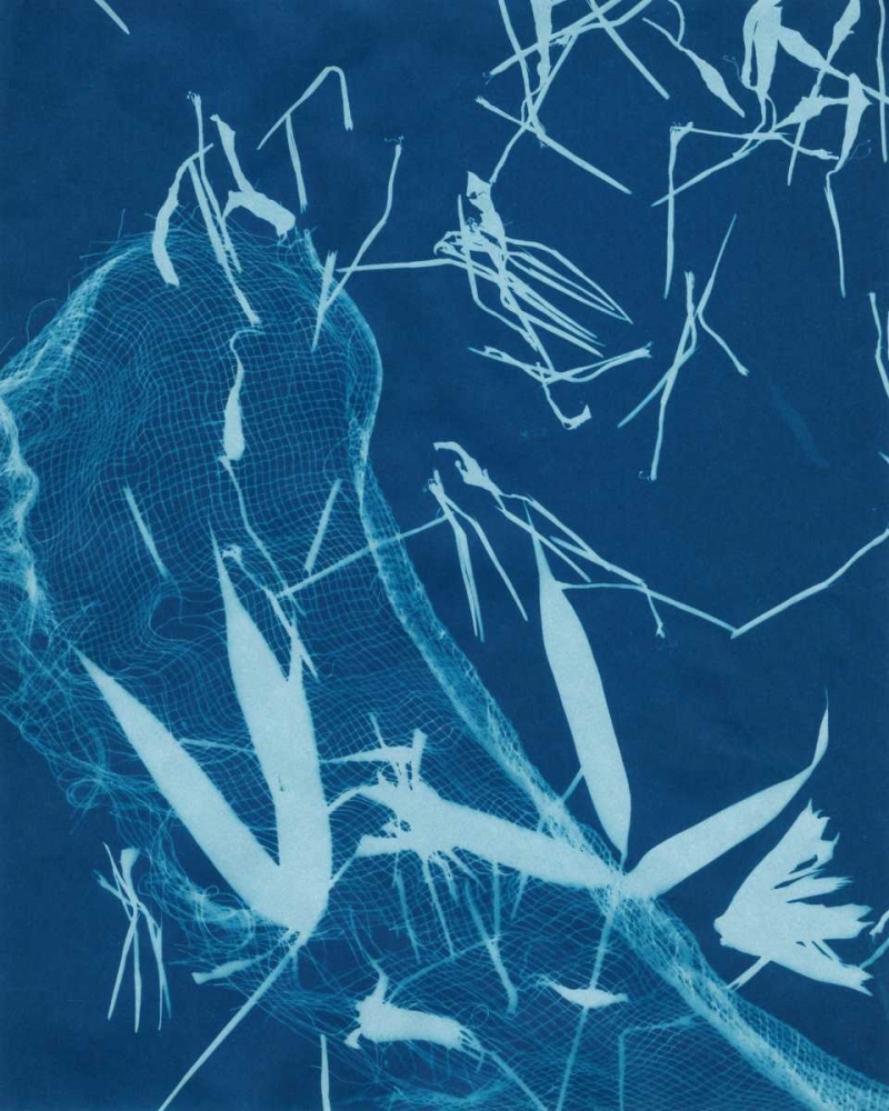 Cyanotype No.5