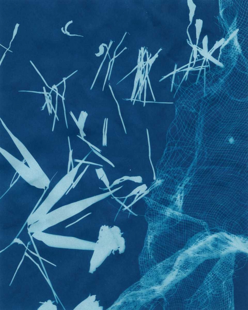 Cyanotype No.6
