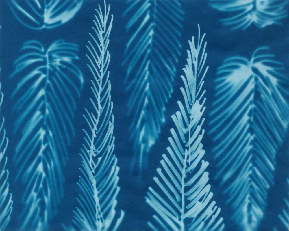 Cyanotype No.8
