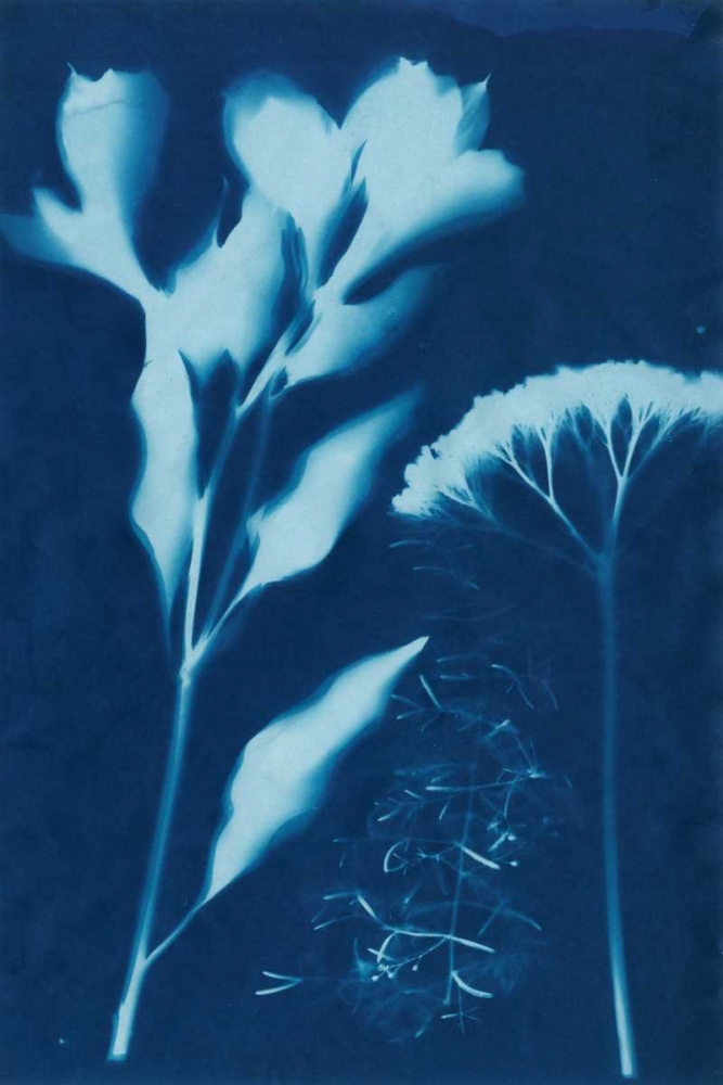 Cyanotype No.15