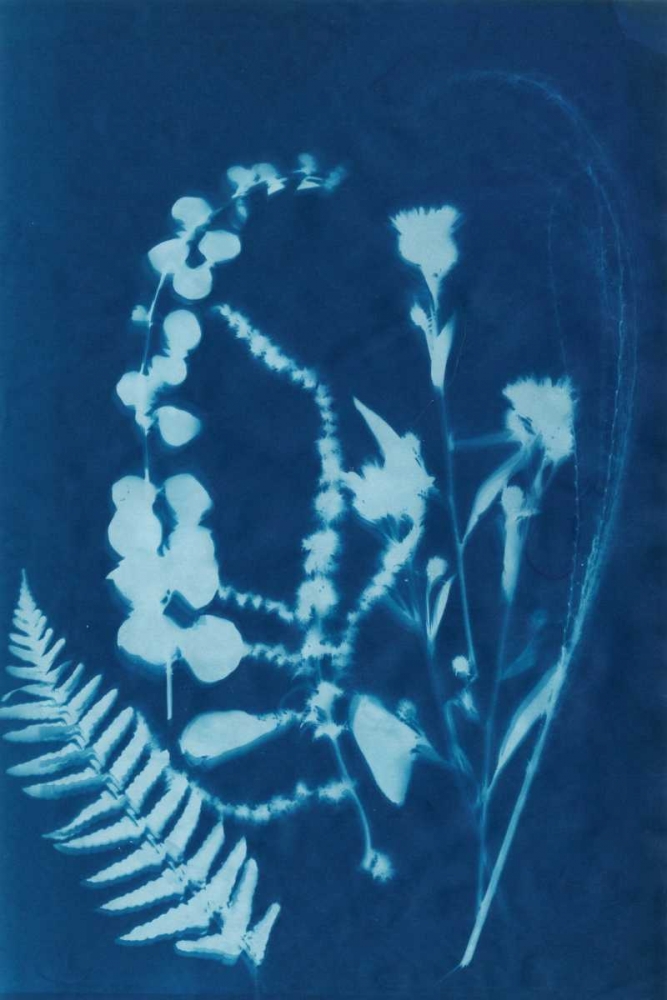 Cyanotype No.16