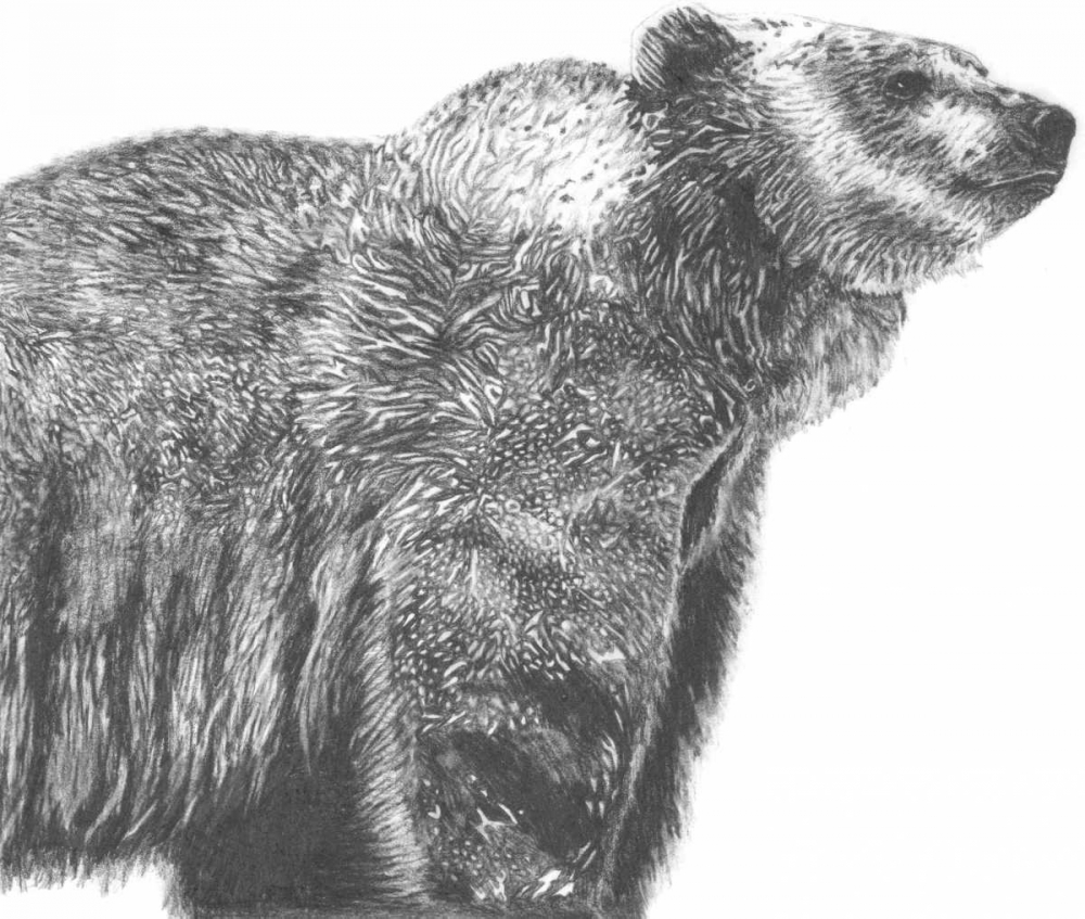 Wildlife Snapshot- Grizzly