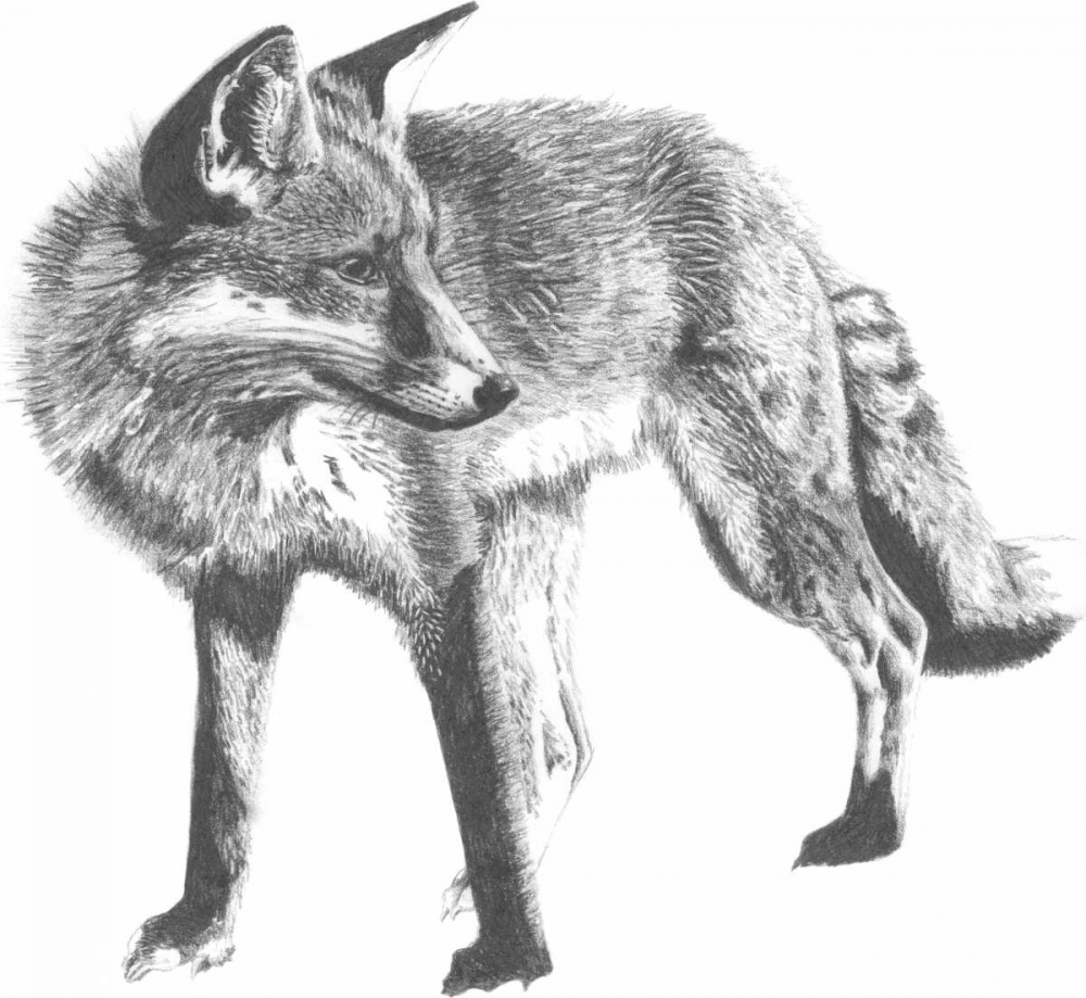Wildlife Snapshot- Fox