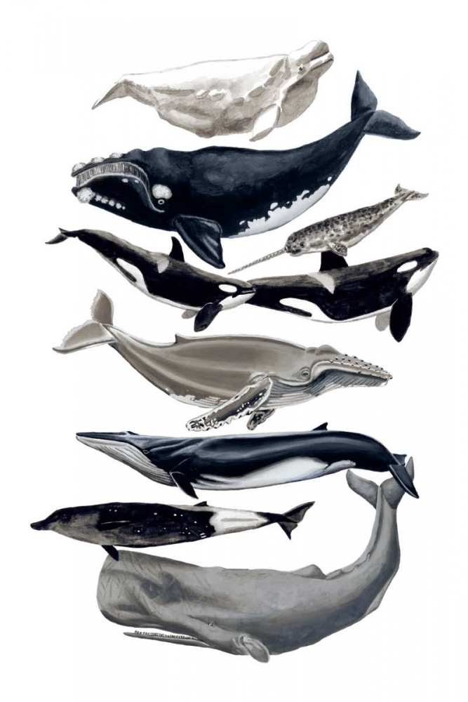 Whale Display I