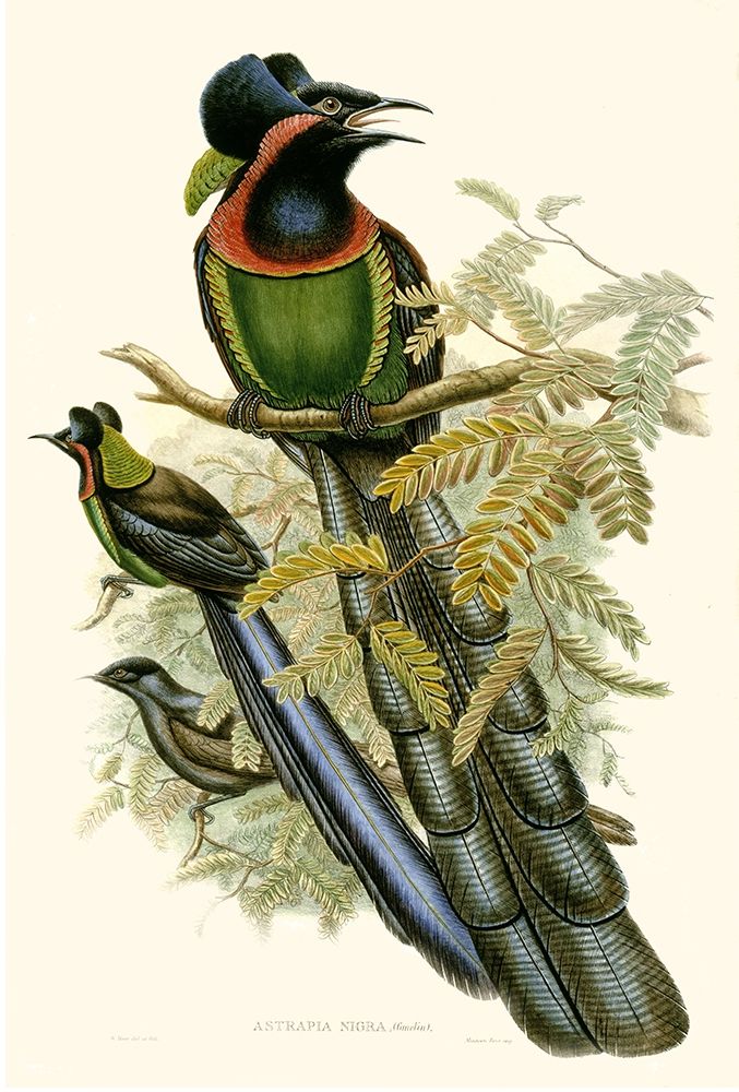 Gould Bird of Paradise II