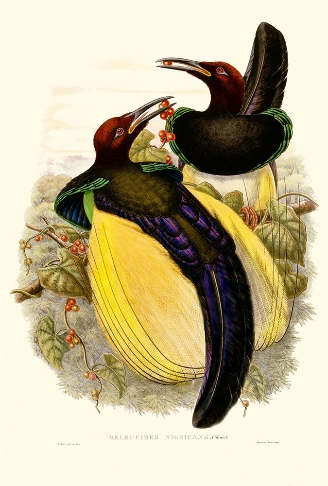 Gould Bird of Paradise IV
