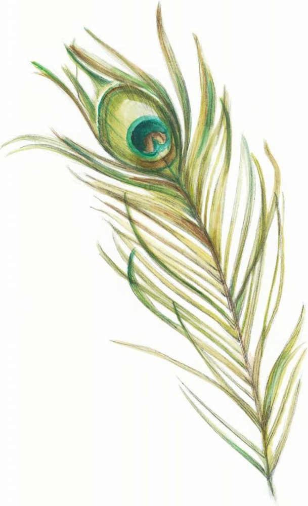 Watercolor Peacock Feather I
