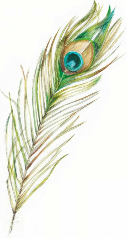 Watercolor Peacock Feather II