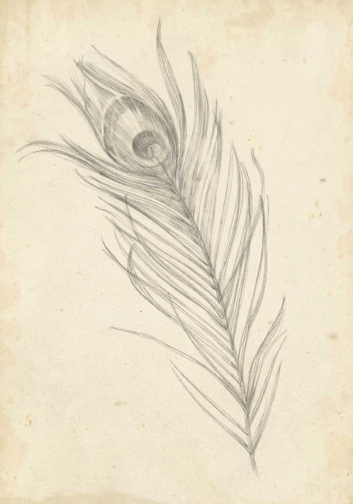 Peacock Feather Sketch I