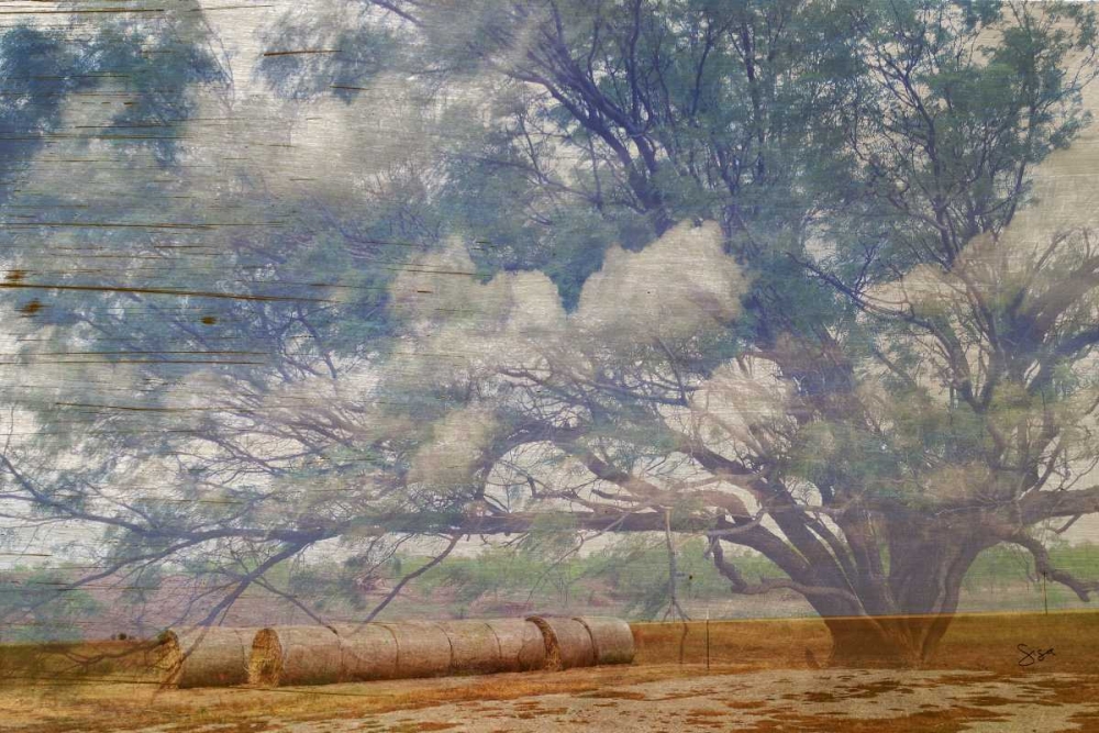 Texas Tree Collage