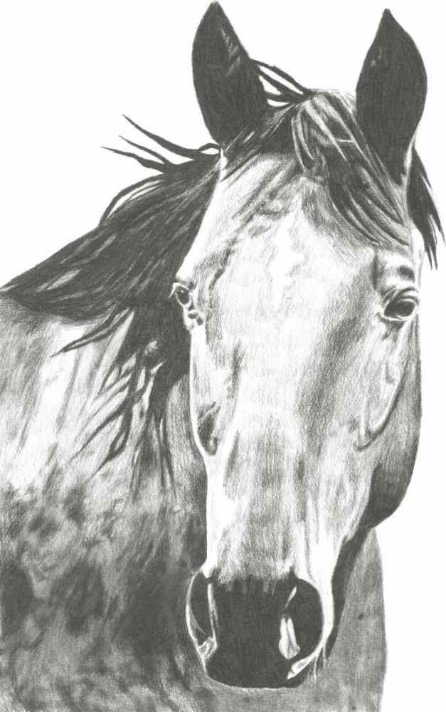 Wildlife Snapshot- Horse I