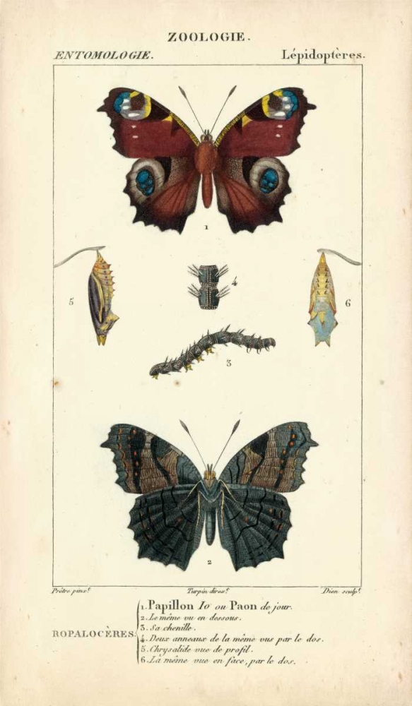 Antique Butterfly Study II