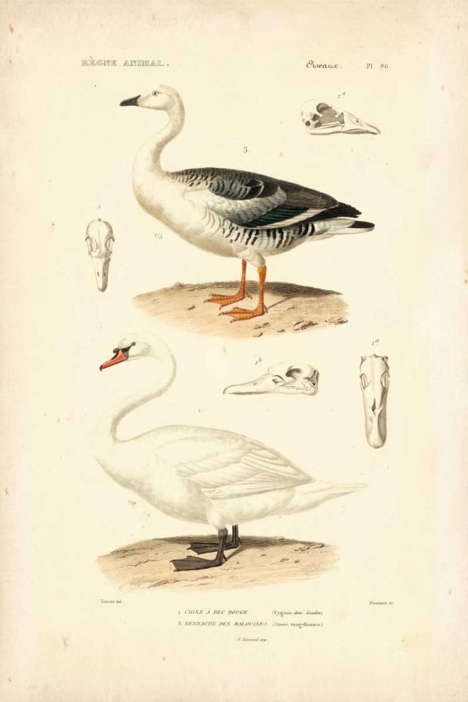 Antique Swan Study