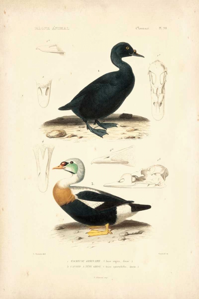 Antique Duck Study I